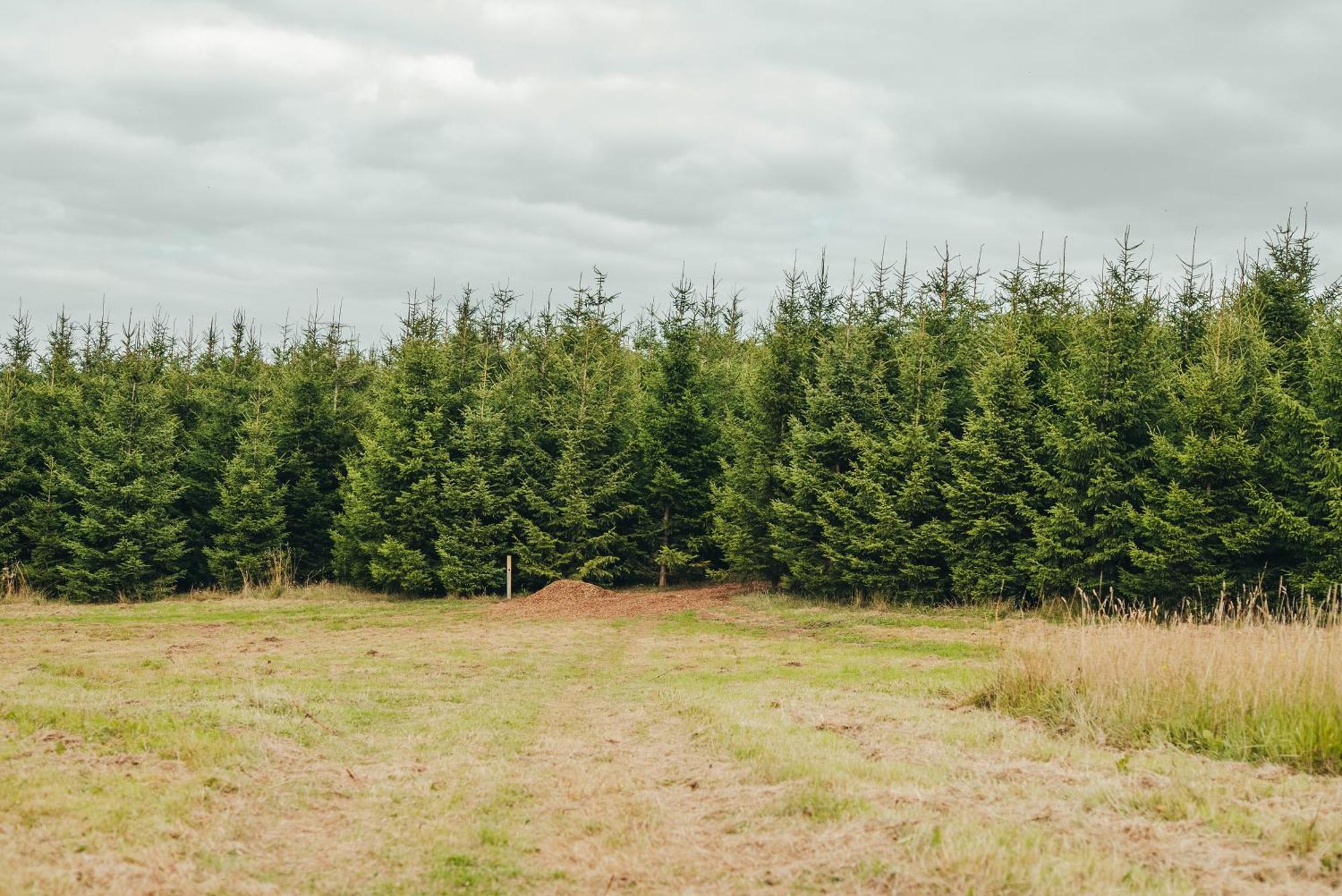 Luxuszelt Cosy Forest Penrhos (Gwent)