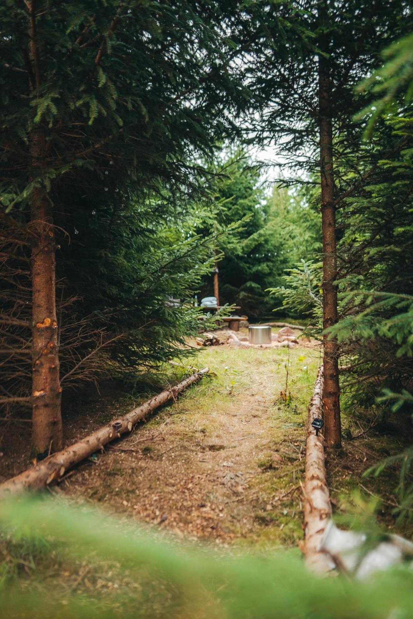 Cosy Forest *
